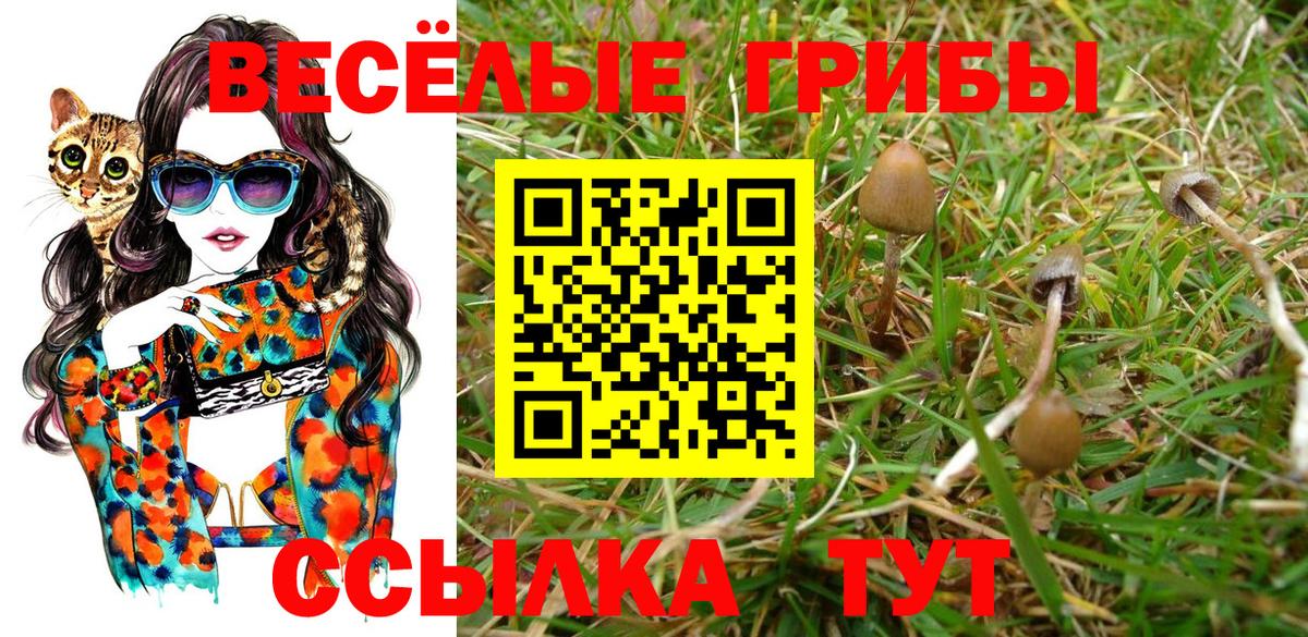 Россия  Псилоцибиновые грибы Psilocybine cubensis  продажа наркотиков  Вход с VPN 